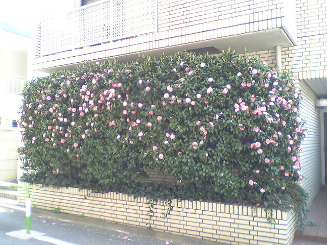 , blooming in front of the house!