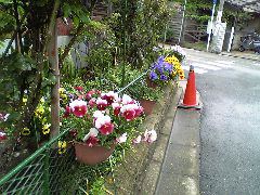 , and blooming at the corner!